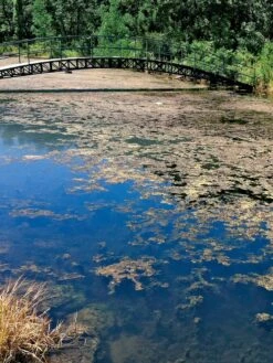 Aquasphere Pond Cleaners -Garden Care Shop 37425 002ed 1