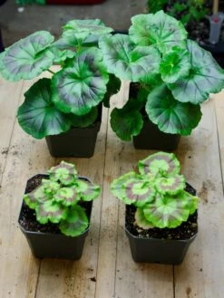 Organic Seed Starting Mix, 6 Quarts 7 Organic Seed Starting Mix, 6 Quarts -Garden Care Shop 37808 002E tif