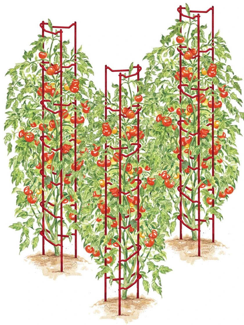 Tomato Ladders, Set Of 3 1 Tomato Ladders, Set Of 3