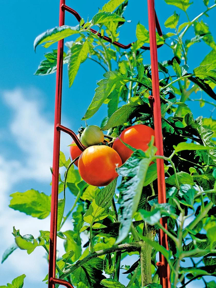 Tomato Ladders, Set Of 3 6 Tomato Ladders, Set Of 3 - Image 6