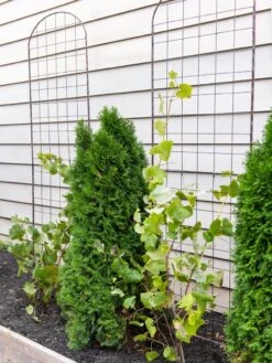 Jardin Flower Trellis -Garden Care Shop 38689 6002 tif