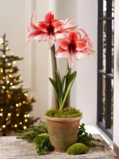 Premium Amaryllis Bulb 14 Premium Amaryllis Bulb -Garden Care Shop 39 733 Charisma 2021 08 tif