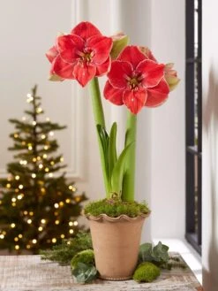 Premium Amaryllis Bulb 10 Premium Amaryllis Bulb -Garden Care Shop 39 733 MagicalTouch 2021 10 tif