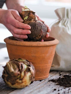 Amaryllis Planting Kit -Garden Care Shop 39 733 bagged 2020 05000