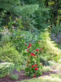 Essex Round Trellises -Garden Care Shop 39545 2286 tif