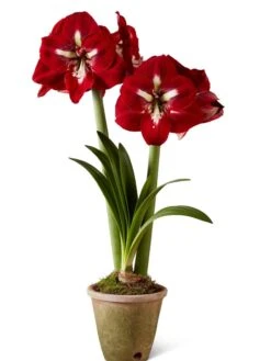 Premium Amaryllis Bulb 12 Premium Amaryllis Bulb -Garden Care Shop 39733 2020 2002 silo tif