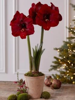 Premium Amaryllis Bulb 13 Premium Amaryllis Bulb -Garden Care Shop 39733 2020 2004 tif