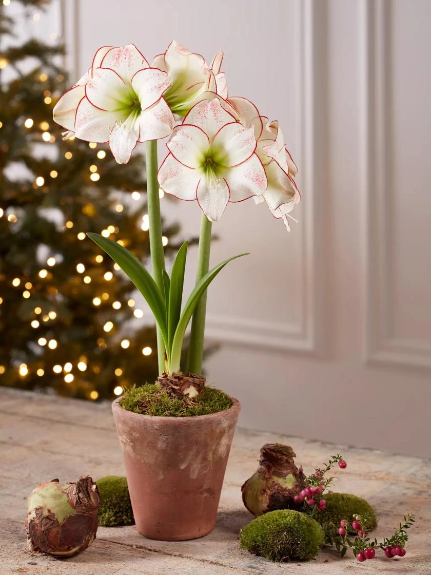 Premium Amaryllis Bulb 4 Premium Amaryllis Bulb - Image 4