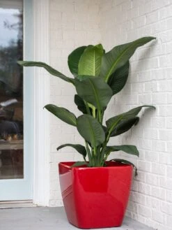 Viva Square Self-Watering Rolling Planter, 20" Diameter, Set Of 2 -Garden Care Shop 3 4 crop 8612930 0032 tif