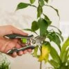 Houseplant Pruner