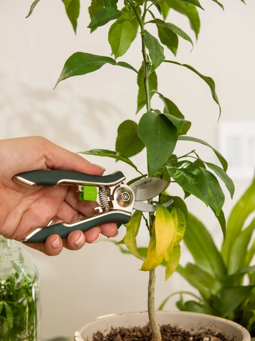Houseplant Pruner 1 Houseplant Pruner