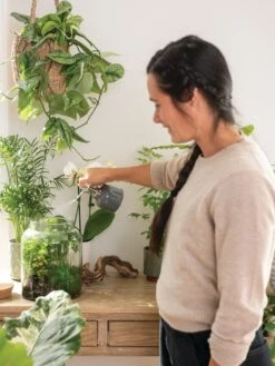 Indoor Plant Mister -Garden Care Shop 3 4 crop 8612962 3792