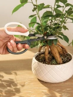 Japanese Pruning Scisssors 14 Japanese Pruning Scisssors -Garden Care Shop 3 4 crop 8612968 0087