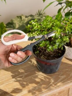Japanese Pruning Scisssors 12 Japanese Pruning Scisssors -Garden Care Shop 3 4 crop 8612968 0092