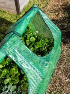 Multi Cloche -Garden Care Shop 3 4 crop 8613213 0240