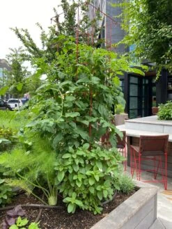 Tomato Towers, Set Of 2 -Garden Care Shop 8587041 01IN tif