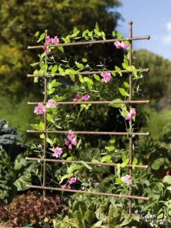 Jardin Ladder Trellis 7 Jardin Ladder Trellis -Garden Care Shop 8587107 083 tif