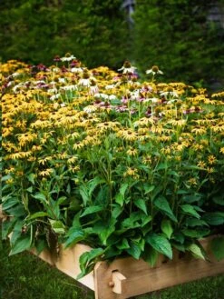 Farmstead Cedar Raised Garden Beds, 2' -Garden Care Shop 8588144 014V tif