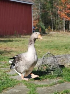 Chicken Wire Cloche -Garden Care Shop 8590210 01IN tif