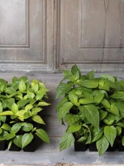 Organic Seed Starting Mix, 6 Quarts 8 Organic Seed Starting Mix, 6 Quarts -Garden Care Shop 8592212 002E tif 1