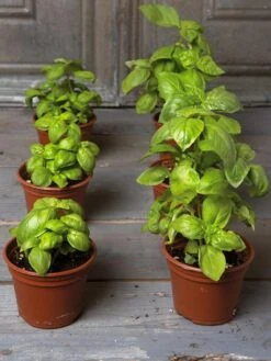 Organic Self-Watering Potting Mix, 20 Qts. -Garden Care Shop 8592212 3979 001E tif 2