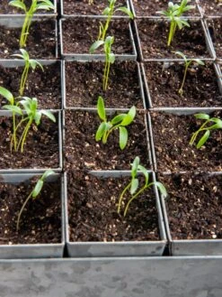 Seed Starting Mix, 9 Qts. 10 Seed Starting Mix, 9 Qts. -Garden Care Shop 8592212 6177