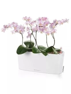 Lechuza® Delta Self-Watering Windowsill Planters -Garden Care Shop 8592361 02V tif
