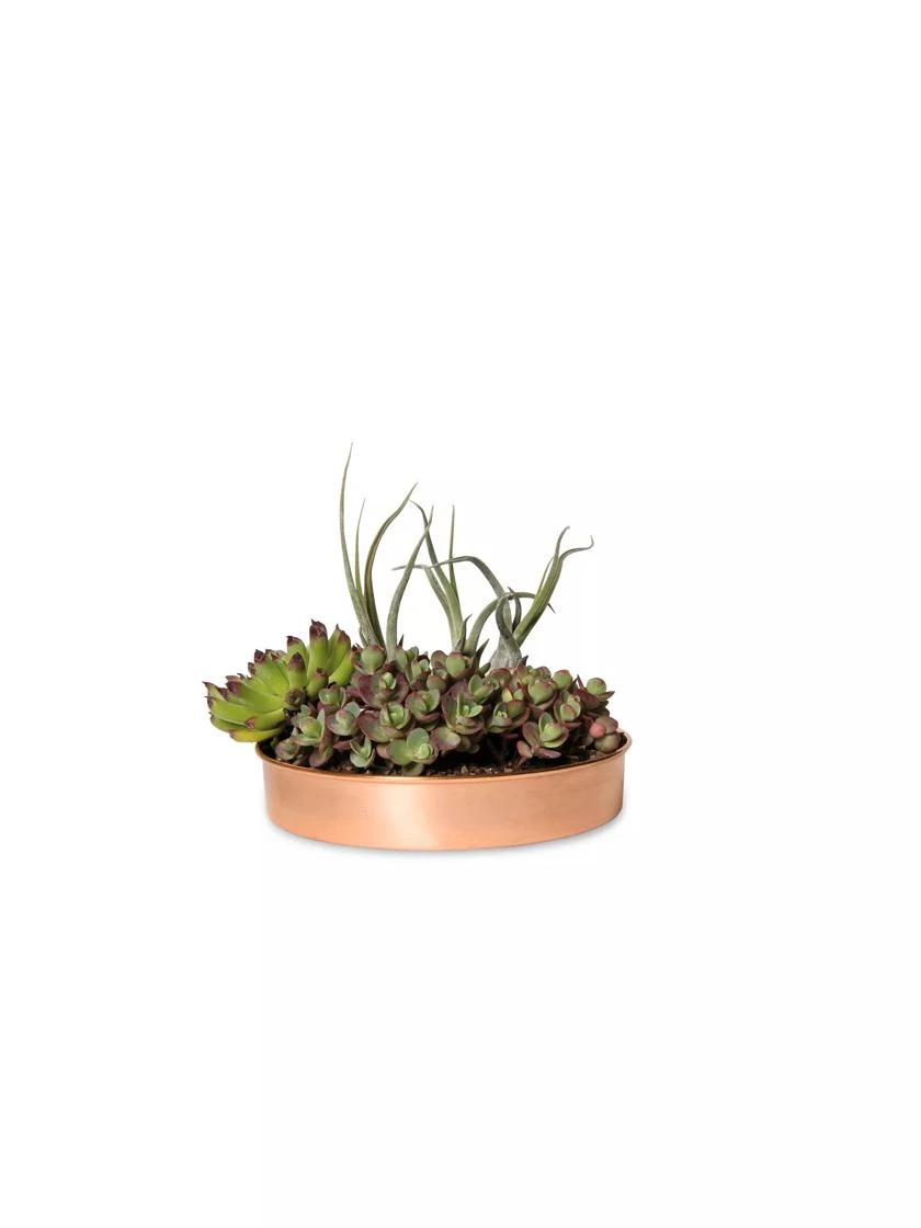 Extra Small Round Copper Plant Tray, 8" 2 Extra Small Round Copper Plant Tray, 8" - Image 2