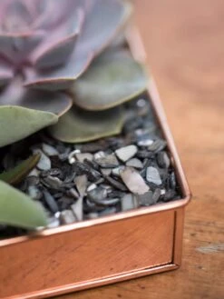 Rectangular Copper Plant Tray, 24" X 5" 8 Rectangular Copper Plant Tray, 24" X 5" -Garden Care Shop 8593533 4570 tif