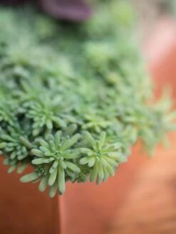 Tall Rectangular Copper Plant Tray, 18" X 5" X 4" 7 Tall Rectangular Copper Plant Tray, 18" X 5" X 4" -Garden Care Shop 8593534 4601 tif