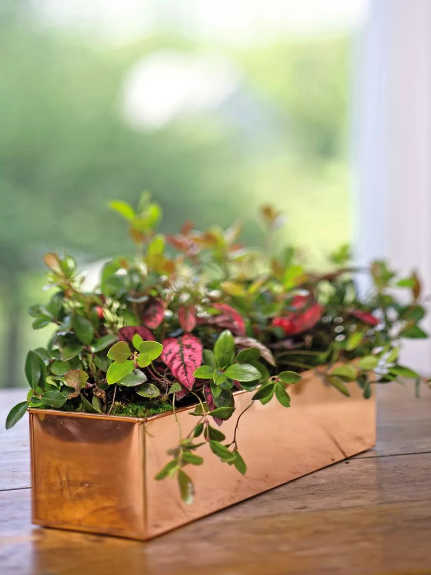 Tall Rectangular Copper Plant Tray, 18" X 5" X 4" 1 Tall Rectangular Copper Plant Tray, 18" X 5" X 4"