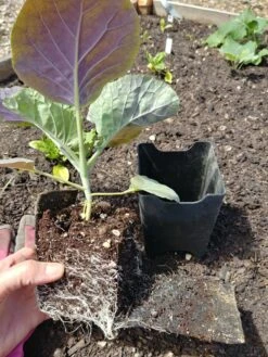 Pop-Out Pots, Set Of 4 -Garden Care Shop 8593943 1357 tif