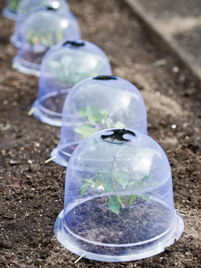 Medium Garden Cloches, Set Of 6 2 Medium Garden Cloches, Set Of 6 - Image 2