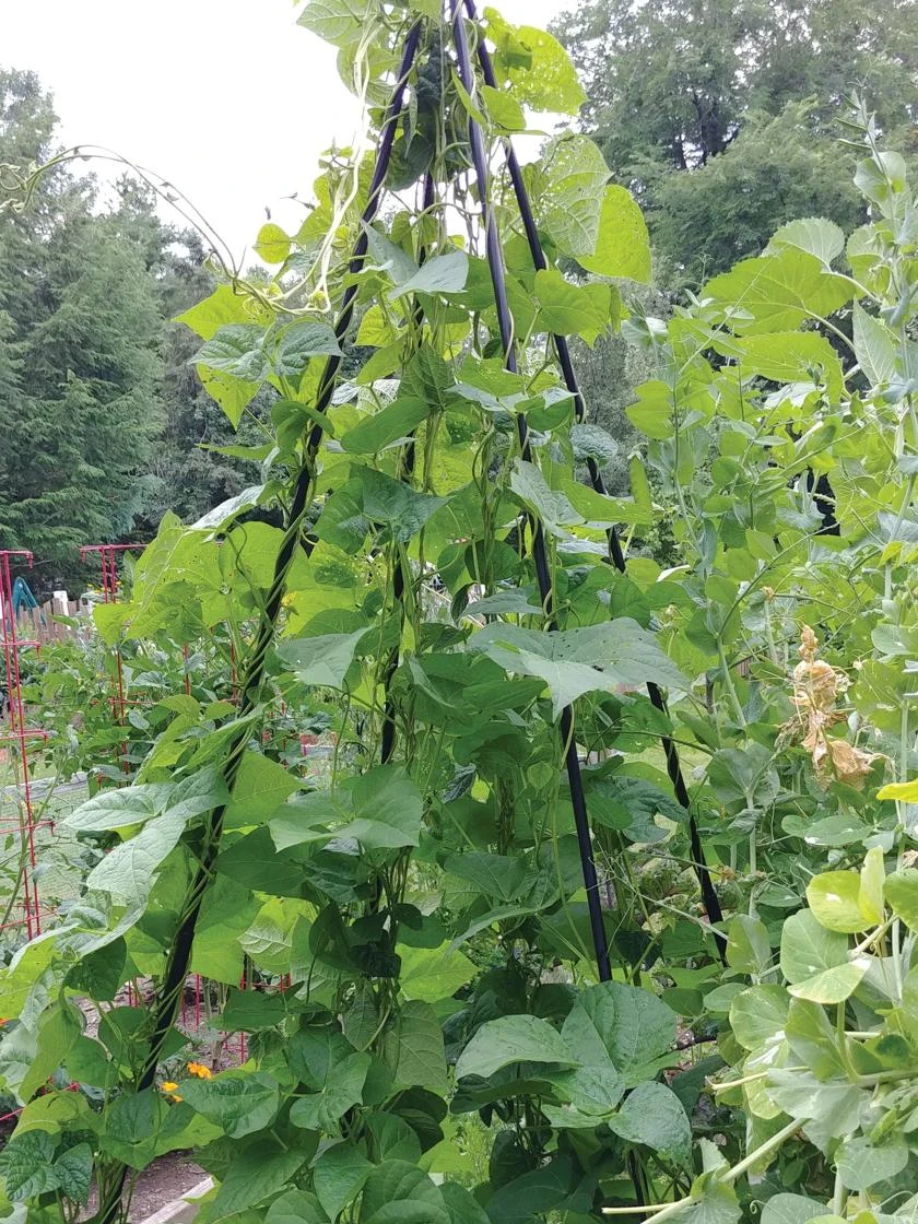 Titan Teepee Trellis 5 Titan Teepee Trellis - Image 5