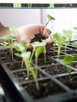 LED Stack-n-Grow Lights - Base Unit 7 LED Stack-n-Grow Lights - Base Unit -Garden Care Shop 8595770 7373 tif