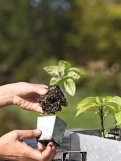 Galvanized Seed Starting Tray -Garden Care Shop 8595893 4378 tif