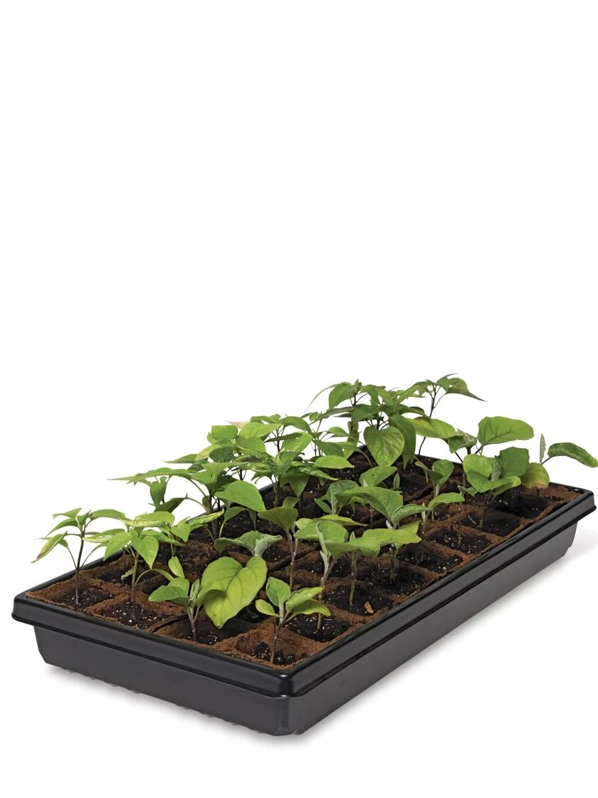 2” Square Biodegradable Pots And Tray Set 2 2” Square Biodegradable Pots And Tray Set - Image 2