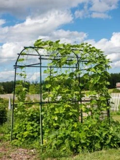 Titan Squash Tunnel 13 Titan Squash Tunnel -Garden Care Shop 8596276 0133 tif