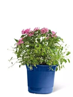 Eezy Gro Self-Watering Planters -Garden Care Shop 8596425 103 tif