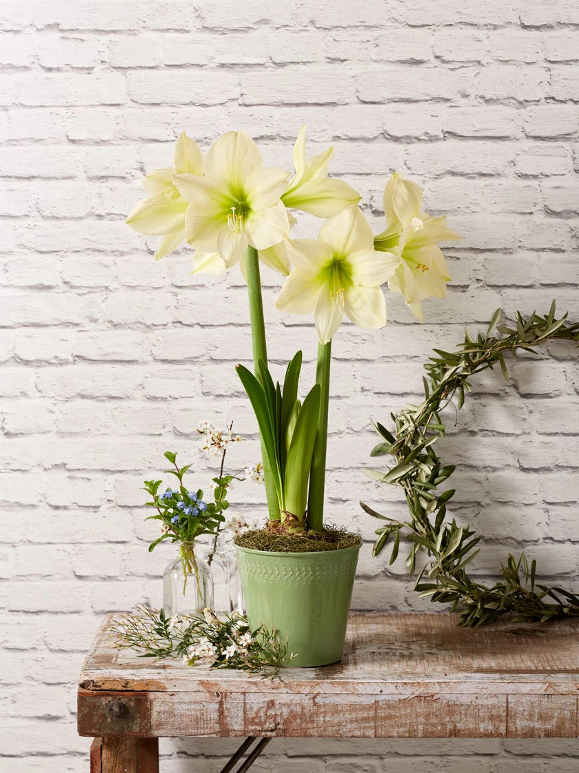 Star Potted Amaryllis 2 Star Potted Amaryllis - Image 2