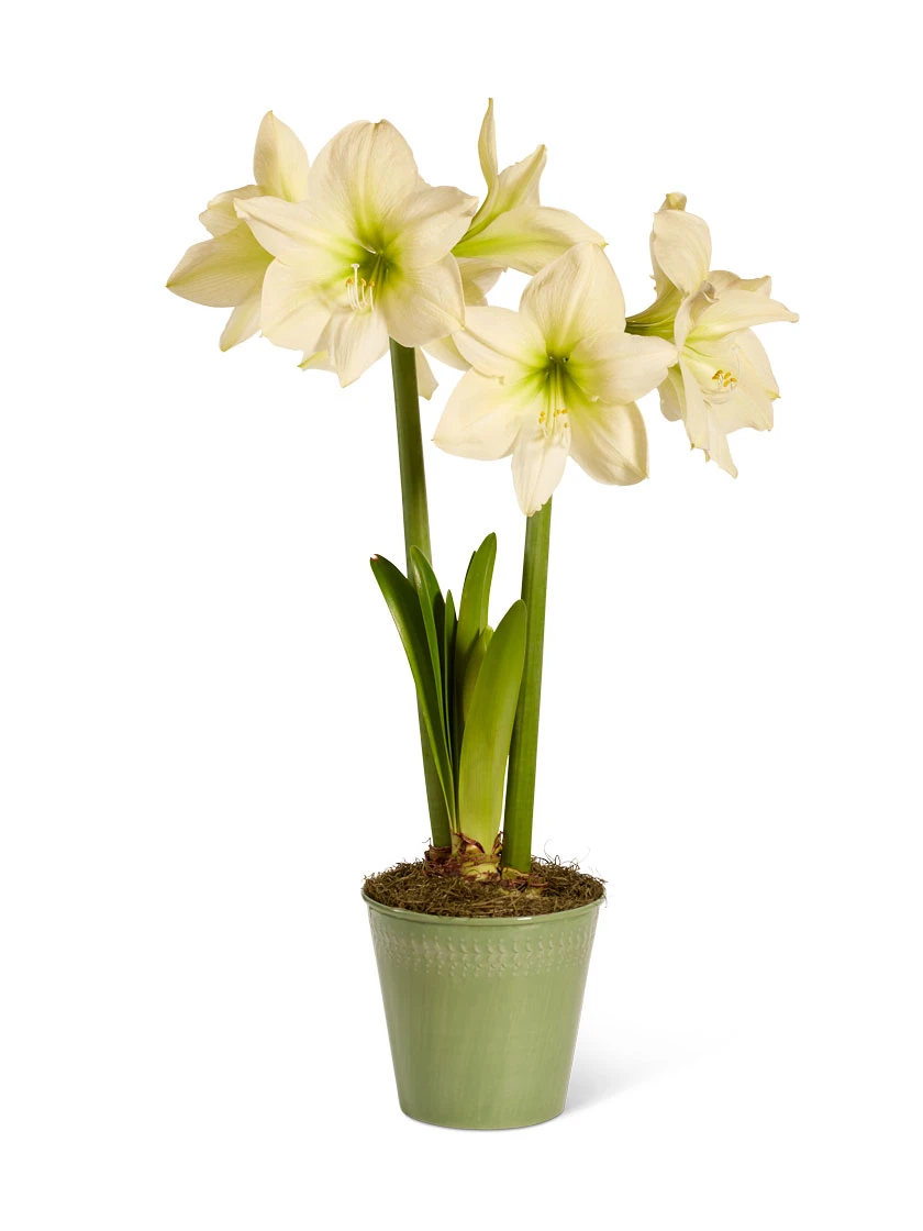 Star Potted Amaryllis 7 Star Potted Amaryllis - Image 7