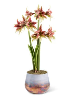 Cybister Potted Amaryllis -Garden Care Shop 8598561 mystica 2021 13