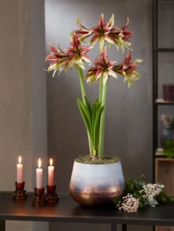 Cybister Potted Amaryllis -Garden Care Shop 8598561 mystica 2021 14