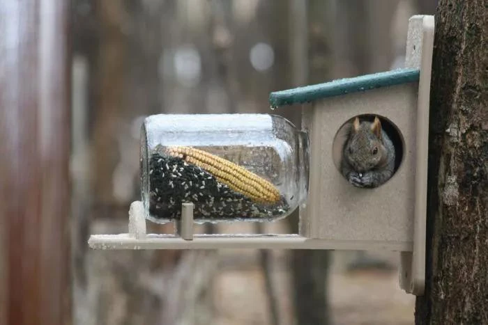 Birds Choice™ Squirrel Jar Feeder 2 Birds Choice™ Squirrel Jar Feeder - Image 2