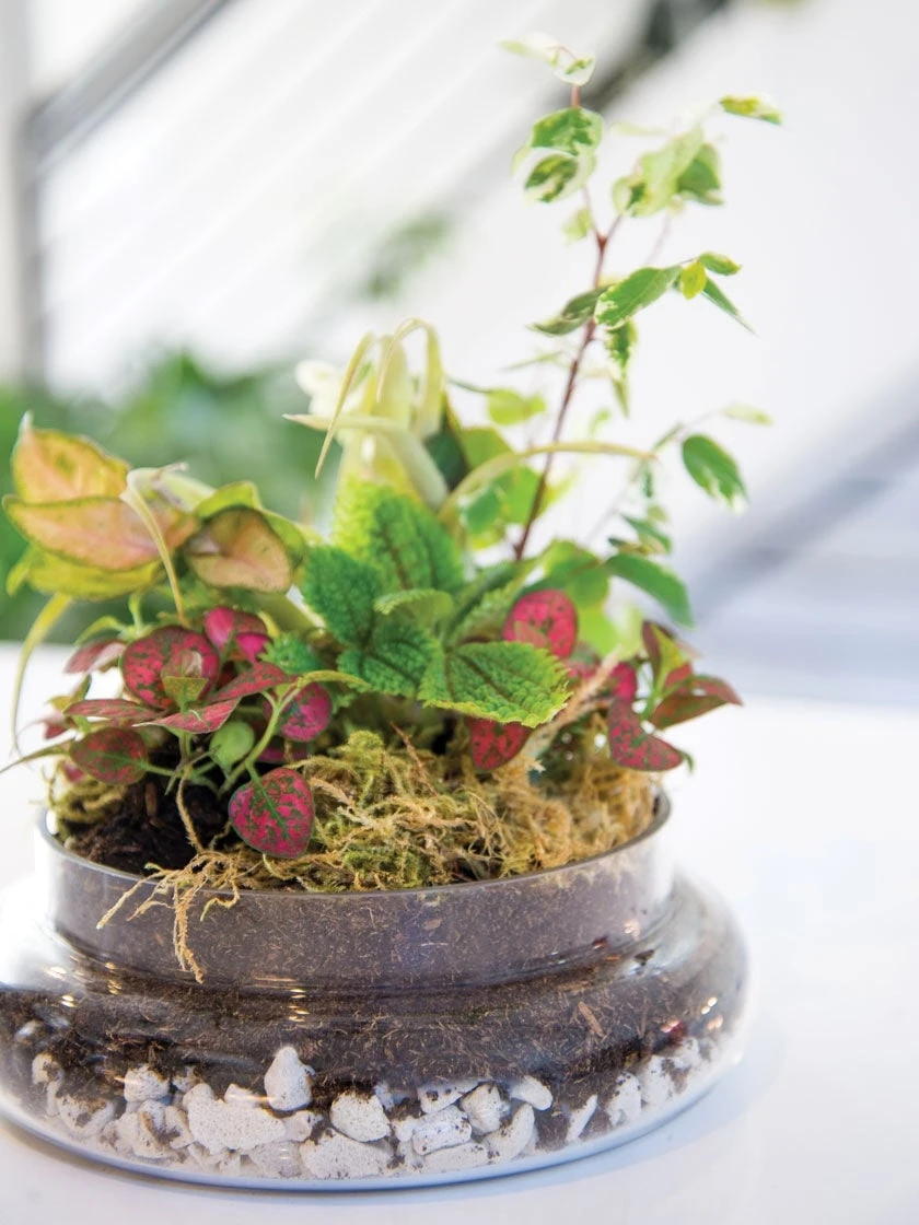 Cloche Terrarium Kit Medium 2 Cloche Terrarium Kit Medium - Image 2