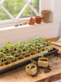 Paper Pots, 50 Cell -Garden Care Shop 8599830 0502 paper pots 50 cell tif