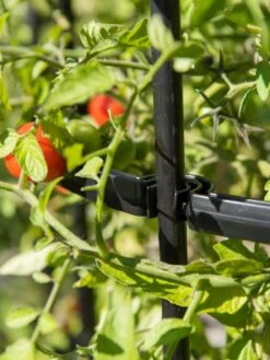 Titan Tomato Cages, Set Of 3 13 Titan Tomato Cages, Set Of 3 -Garden Care Shop 8599861 0079 tif