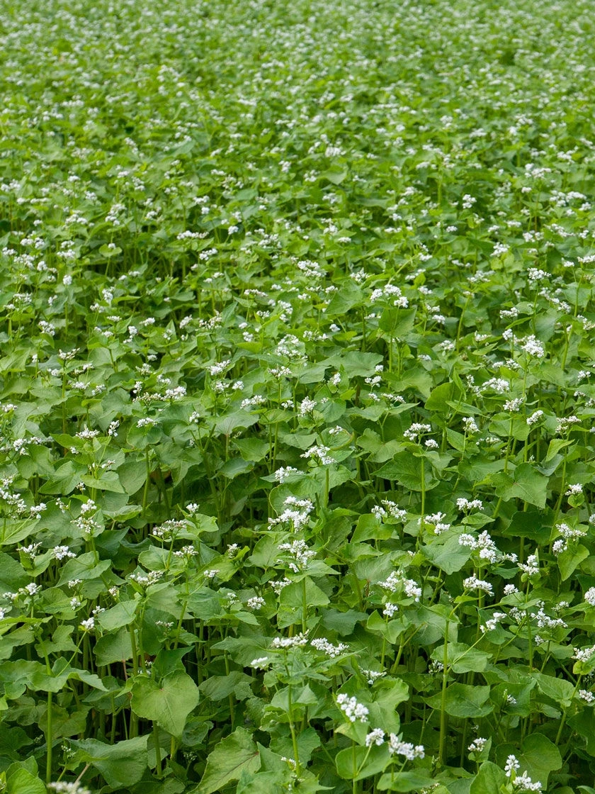 Common Buckwheat Organic Seeds 2 Common Buckwheat Organic Seeds - Image 2