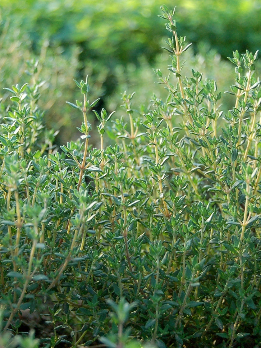 Thyme Organic Seeds 1 Thyme Organic Seeds