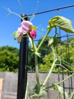 Gardener’s Victory Self-Watering Planter With Vine Trellis -Garden Care Shop 8600177 6588 tif